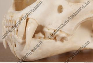 photo reference of skull 0057